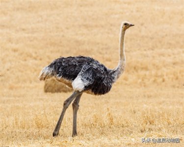 ​辟谣：鸵鸟遇到危险会把头埋进沙子里？错，这个说法太小看鸵鸟了