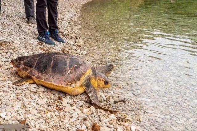 有动物界潜水冠军之称的是(动物界憋气冠军介绍)