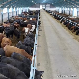 ​养殖业什么最赚钱投资小（近两年养殖业兴起，养这几种类能赚钱）