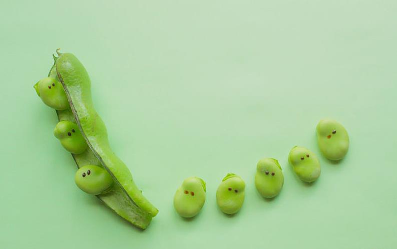 蚕豆的营养价值 蚕豆可以和鸡蛋一起吃吗 蚕豆的营养价值 蚕豆可以和鸡蛋一起吃吗