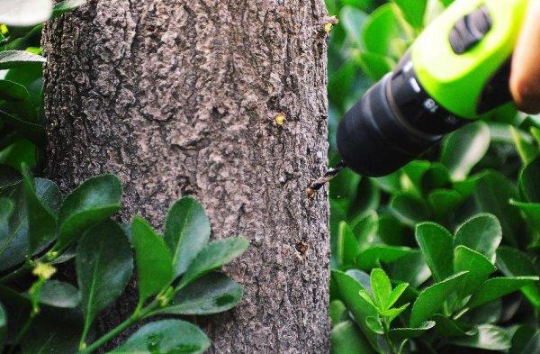 多少斤盐能让一棵树死掉