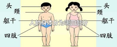 ​人的身体一般分为哪四个部分 人体主要分为几部分组成