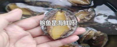 ​海参和鲍鱼是海鲜吗 海参鲍鱼算不算海鲜