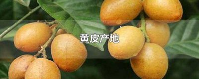 ​黄皮的产地一般在什么地方 黄皮什么样