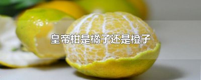 ​皇帝柑是橘子还是橙子