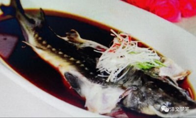 ​中华鲟有价值的就是那根筋