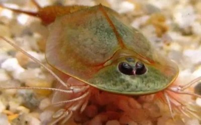 ​佳朋鲎虫—与恐龙共存过的三眼虾，熬过大灭绝的活化石