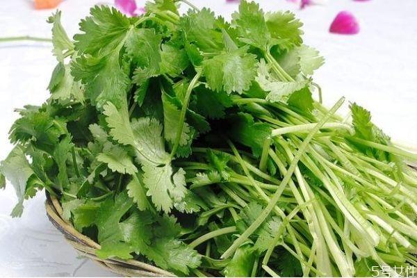 什么人不能吃香菜呢 吃香菜有什么注意的呢 什么人不能吃香菜呢 吃香菜有什么注意的呢