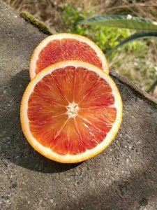 ​怎么买到真正的血橙：手把手教你辨别红橙和血橙！