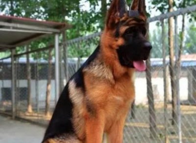 ​宠物窝垫的清洁与消毒：超越晾晒的全面护理