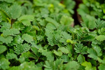 ​含羞草资料，含羞草图片