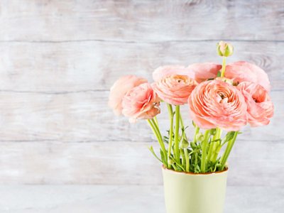 ​新买的花毛茛怎么养