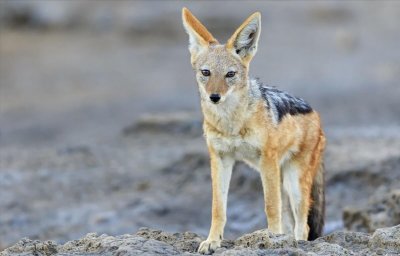 ​“蹭饭大王”胡狼，靠什么本事可以从狮子和鬣狗口中蹭饭吃？