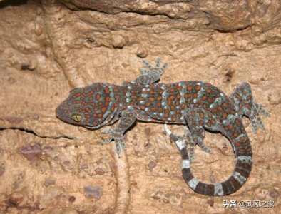 ​野生动物之大壁虎