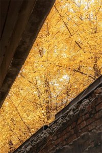 ​诗词|十五首精彩绝伦的写银杏的诗词，值得永久收藏