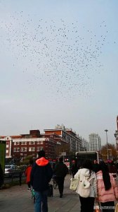 ​沈阳站、太原街附近为啥乌鸦多？终于明白真相了