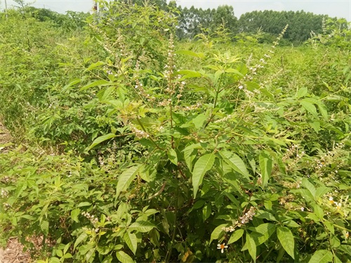 荆条-你们见过不一定认识哦