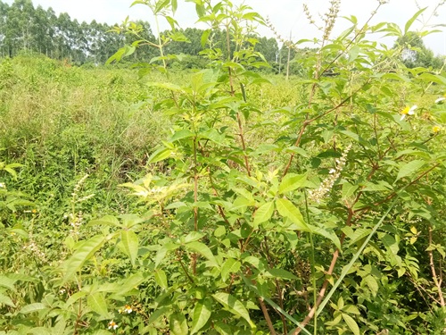 荆条-你们见过不一定认识哦