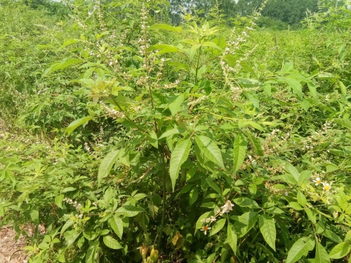 荆条-你们见过不一定认识哦