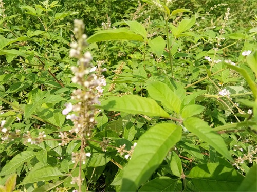 荆条-你们见过不一定认识哦