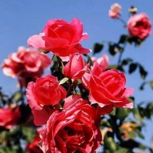 ​中老年最喜欢的微信头像