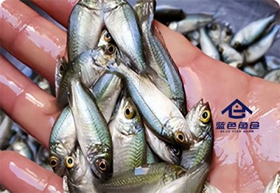 ​现在养殖什么鱼比较赚钱？澳洲银鲈还是加州鲈？