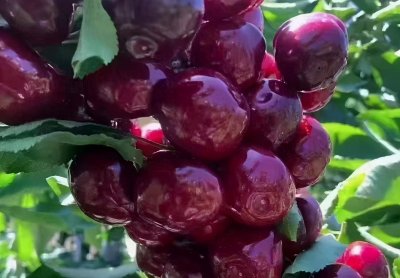 ​樱桃凭什么能卖到这么贵？2块钱一个的大樱桃，比肉还贵