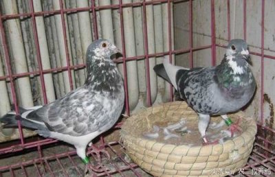 ​浅谈鸽子窝做法：简单又美观!