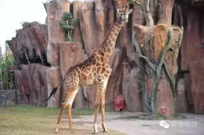 ​值得一去的佛山长鹿旅游休博园