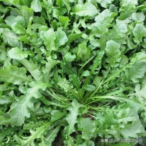 ​春天到了，送你33种野菜图片，看你认识几种？涨知识不吃亏