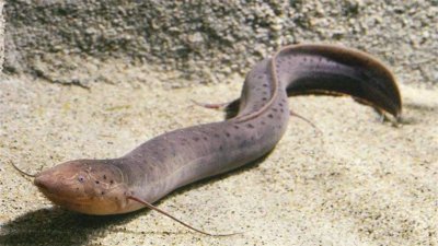 ​非洲肺鱼不吃不喝能睡5年，到底什么来头？为何惨遭挖掘到濒危？