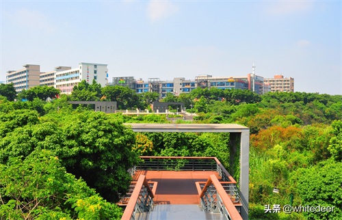 随拍公园 - 环湖游走 深圳立新湖公园