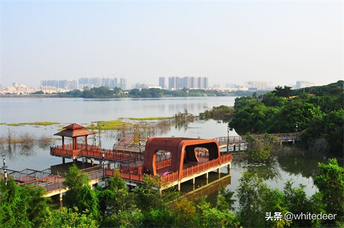 随拍公园 - 环湖游走 深圳立新湖公园