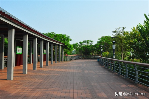 随拍公园 - 环湖游走 深圳立新湖公园