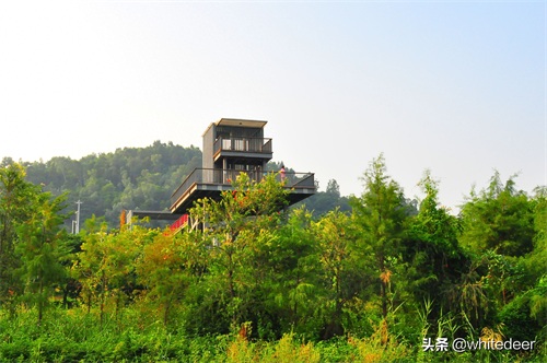 随拍公园 - 环湖游走 深圳立新湖公园