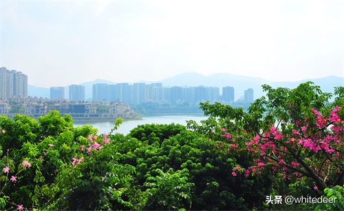 随拍公园 - 环湖游走 深圳立新湖公园