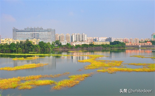随拍公园 - 环湖游走 深圳立新湖公园