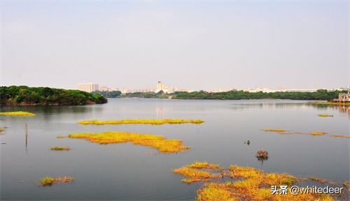 随拍公园 - 环湖游走 深圳立新湖公园