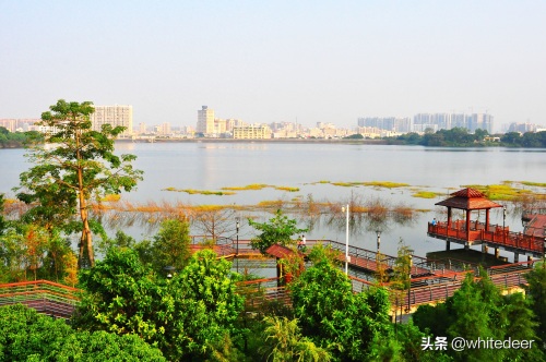 随拍公园 - 环湖游走 深圳立新湖公园