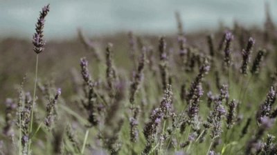 ​杜甫写给李白的一首诗，看到第一句就落泪了