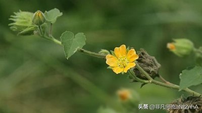 ​茼麻又叫耳响草，煮水价值厉害了，可惜很少人知道，快来认识下