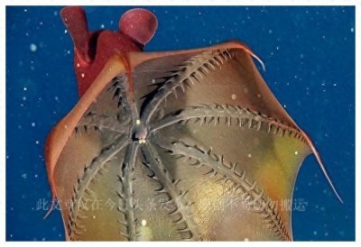 ​云南雨林的“吸血毯”，裹住人用尖刺吸血！有人找到它的真身了？