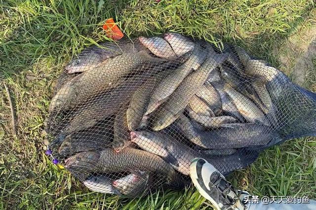 经典钓草鱼饵料配方大全（几款绝杀饵料配方）(1)