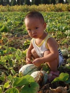 ​沙土地种植什么好(纯沙子适合种什么蔬菜)