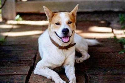 ​“4句谚语教你选好狗”，不是胡说，老祖宗经验之谈