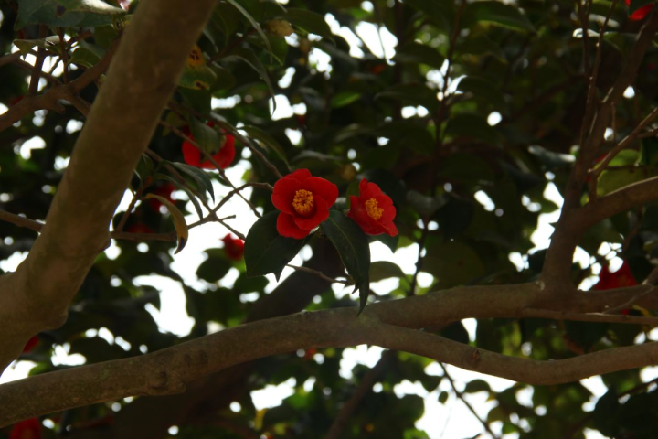 茶花好养吗（茶花的几点养殖技巧文章分享）