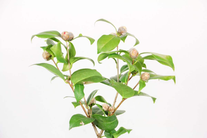 茶花好养吗（茶花的几点养殖技巧文章分享）