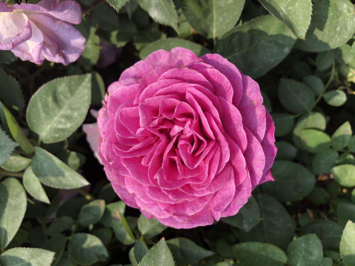 茶花好养吗（茶花的几点养殖技巧文章分享）