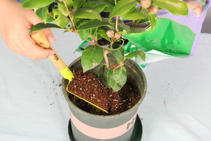 茶花好养吗（茶花的几点养殖技巧文章分享）