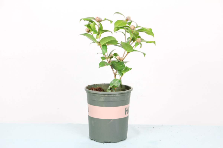 茶花好养吗（茶花的几点养殖技巧文章分享）